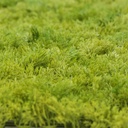 MOSS Emerald Green 50x50 cm