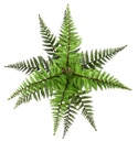 Boston Fern (small) 35 cm UV+FR