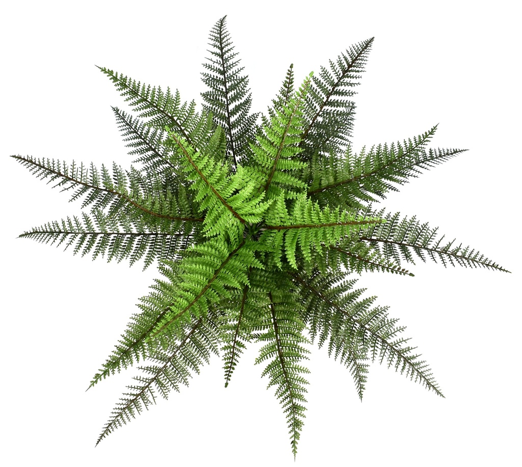 Boston Fern 48 cm UV+FR