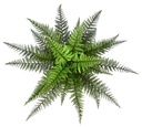 Boston Fern 48 cm UV+FR