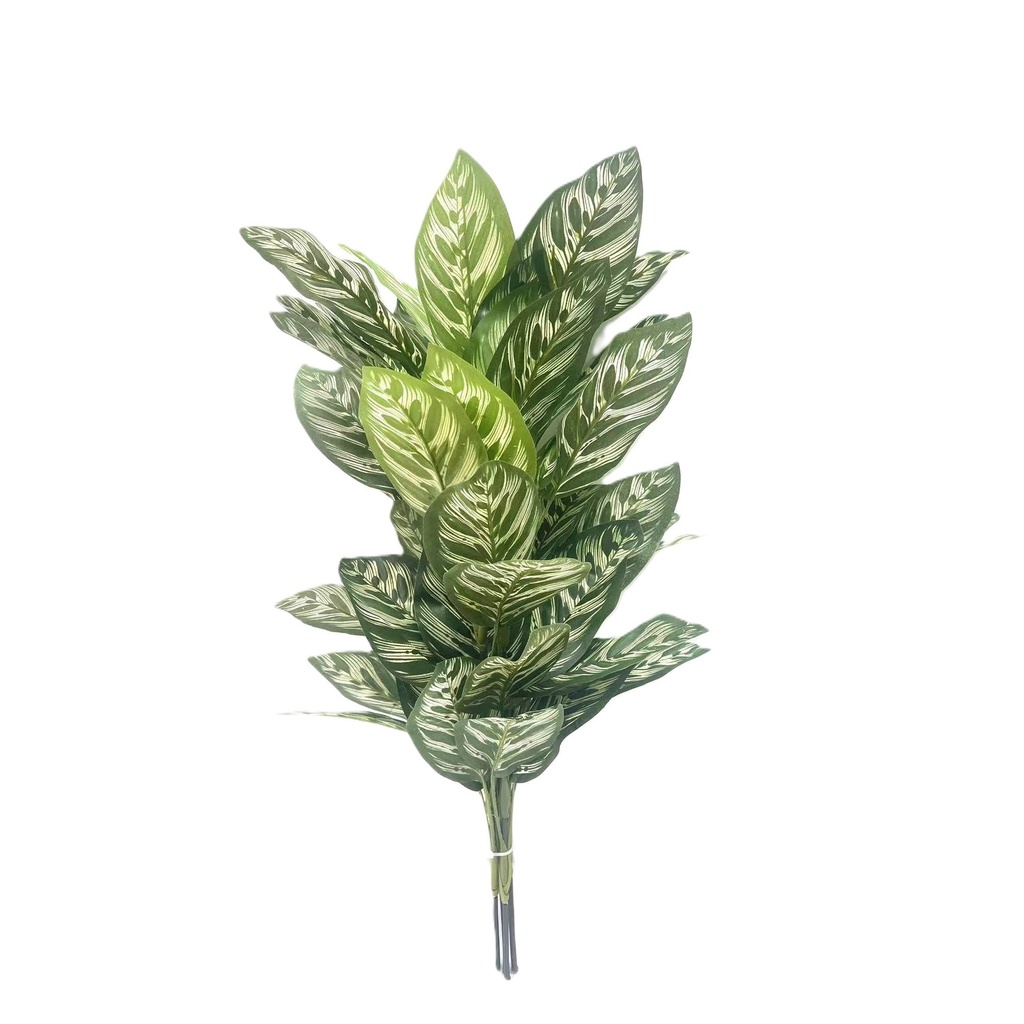 Calathea Makoyana XL (green) 60 cm FR