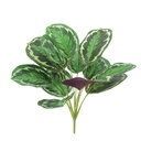 Calathea Roseopicta 34 cm