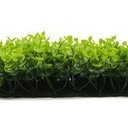 FOLY Spring Buxus 50x50 cm