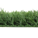 FOLY Taxus 50x50 cm