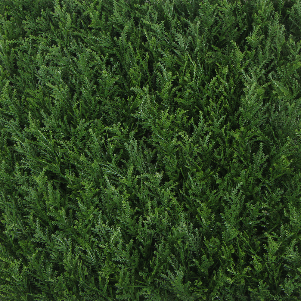 FOLY Taxus 50x50 cm