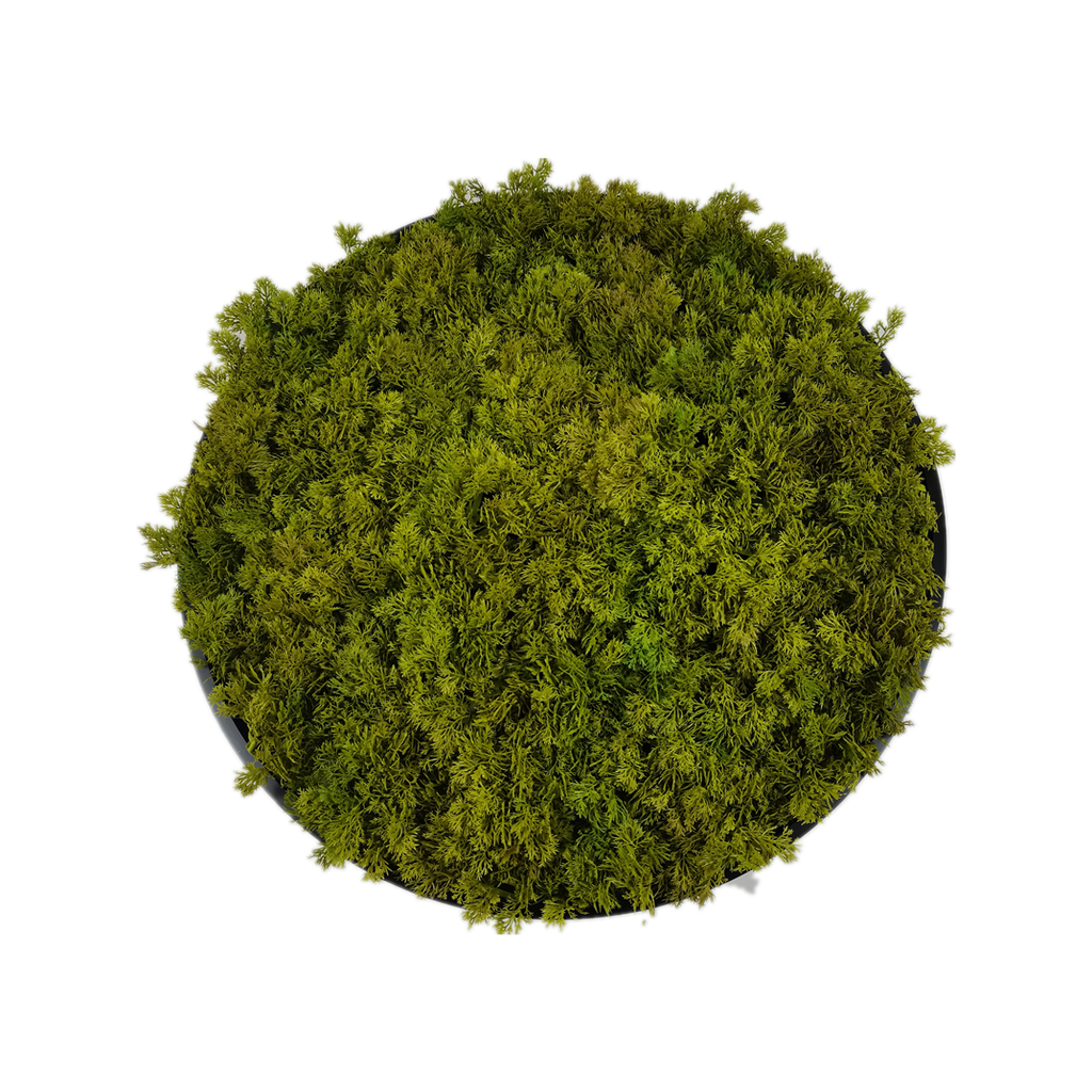 Moscirkel | Moss