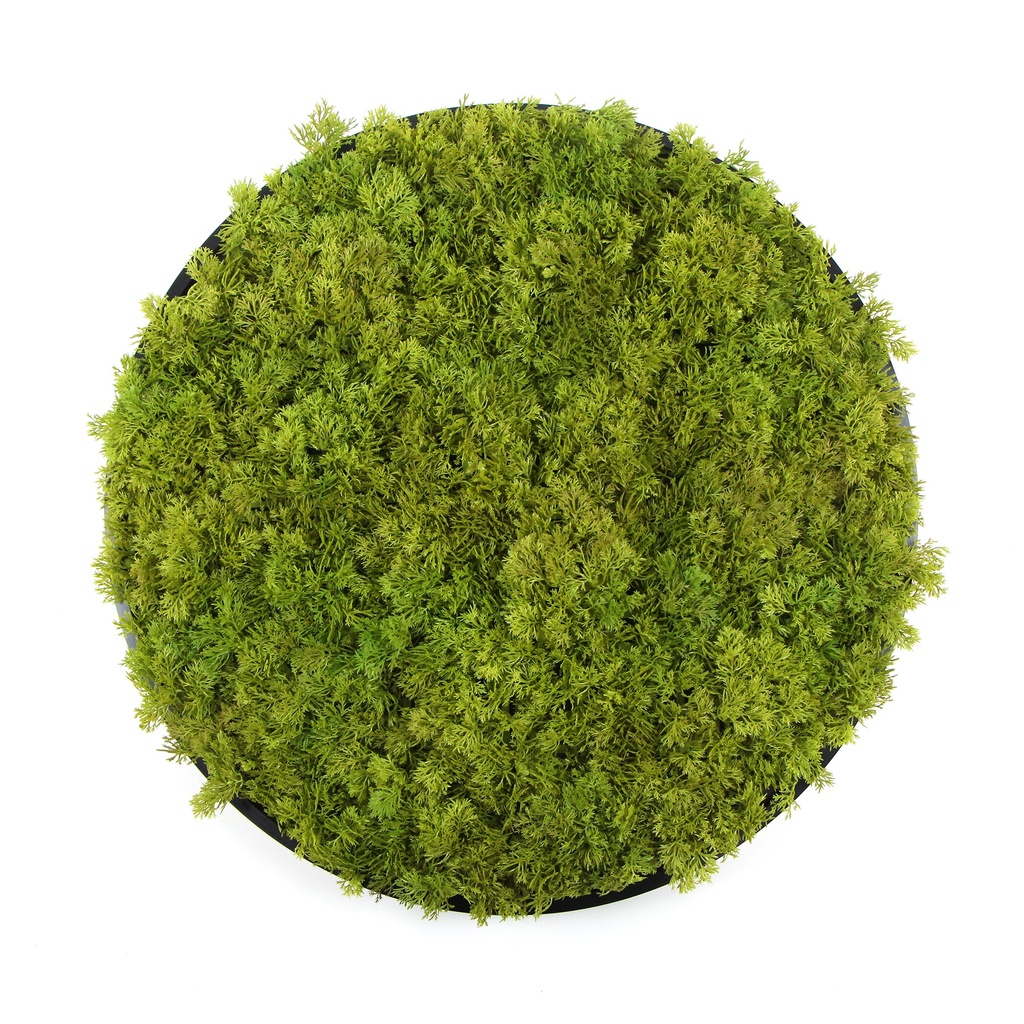Moss circle | Moss
