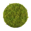 Cercle mousse | Moss