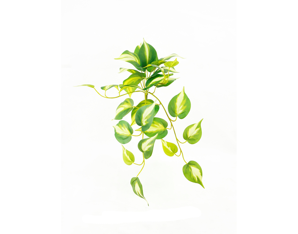 Philodendron Brasil 47 cm