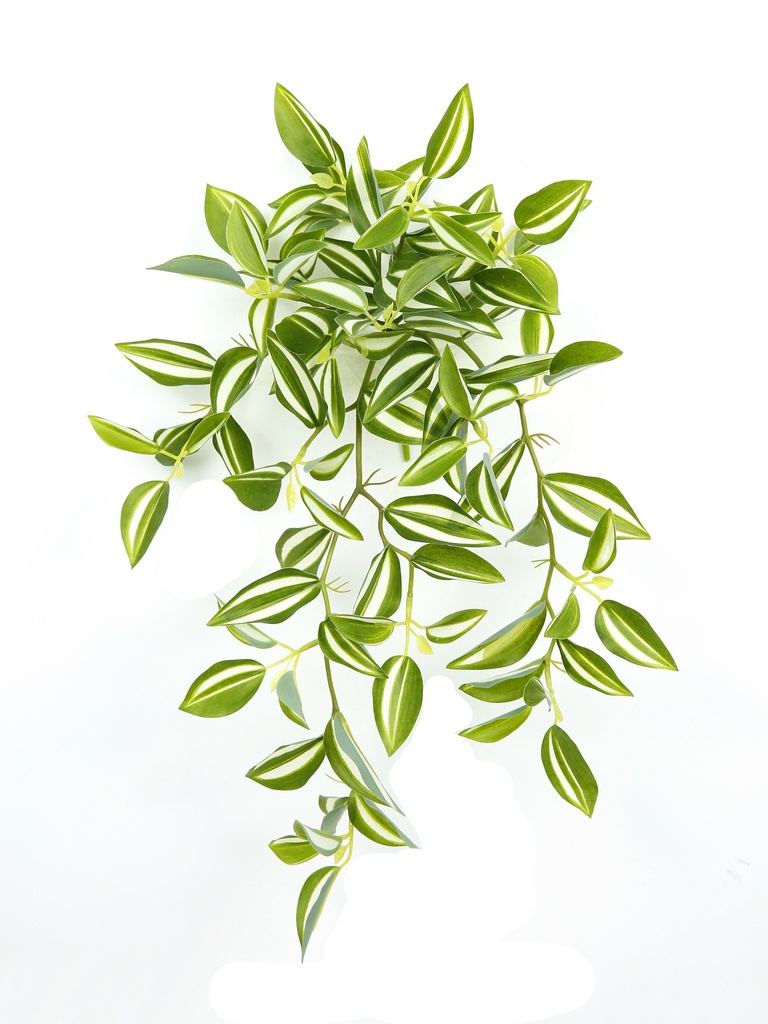 Tradescantia Fluminensis 34 cm