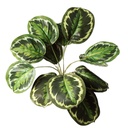 Calathea Roseopicta 34 cm