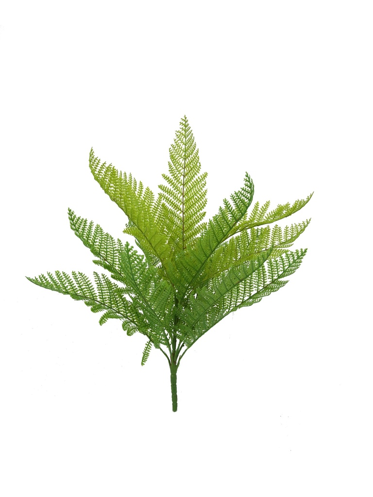 Lady Fern 32 cm (varied green)