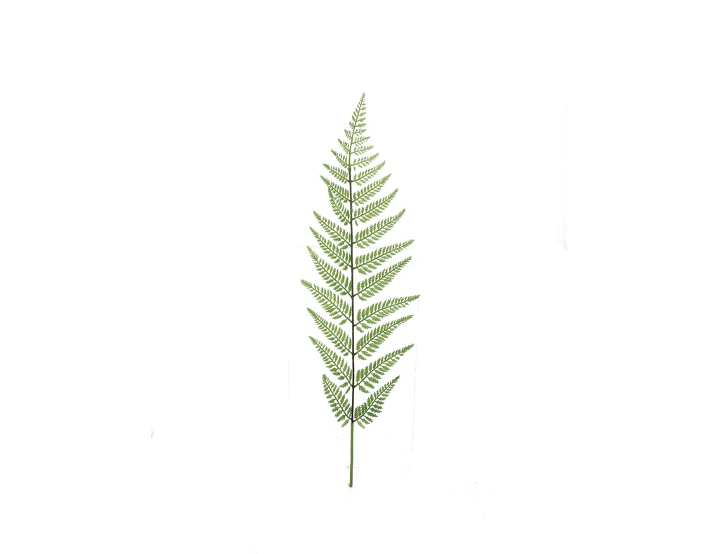 Tasselfern 60 cm (spray)