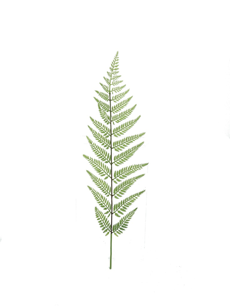 Tasselfern 60 cm (spray)