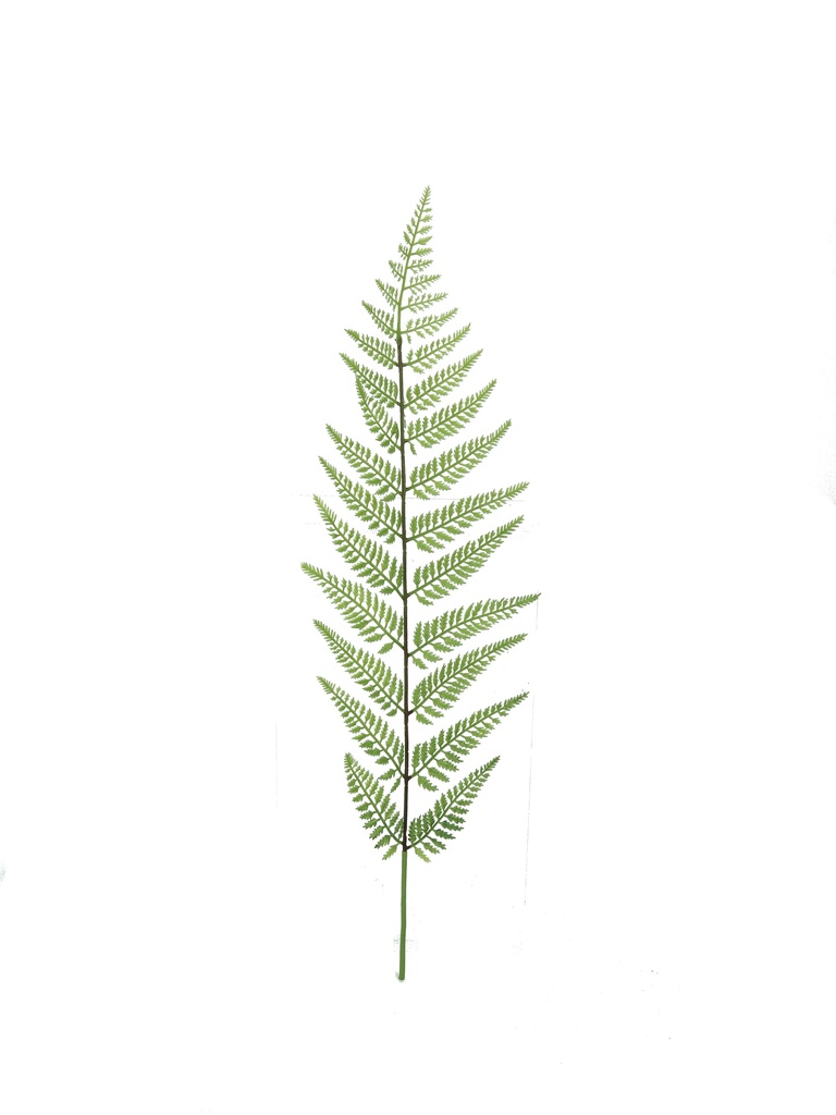 Tasselfern 85 cm (bladtak)