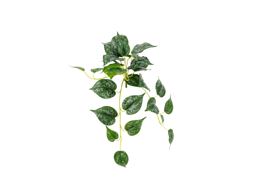 Scindapsus pictus 47 cm