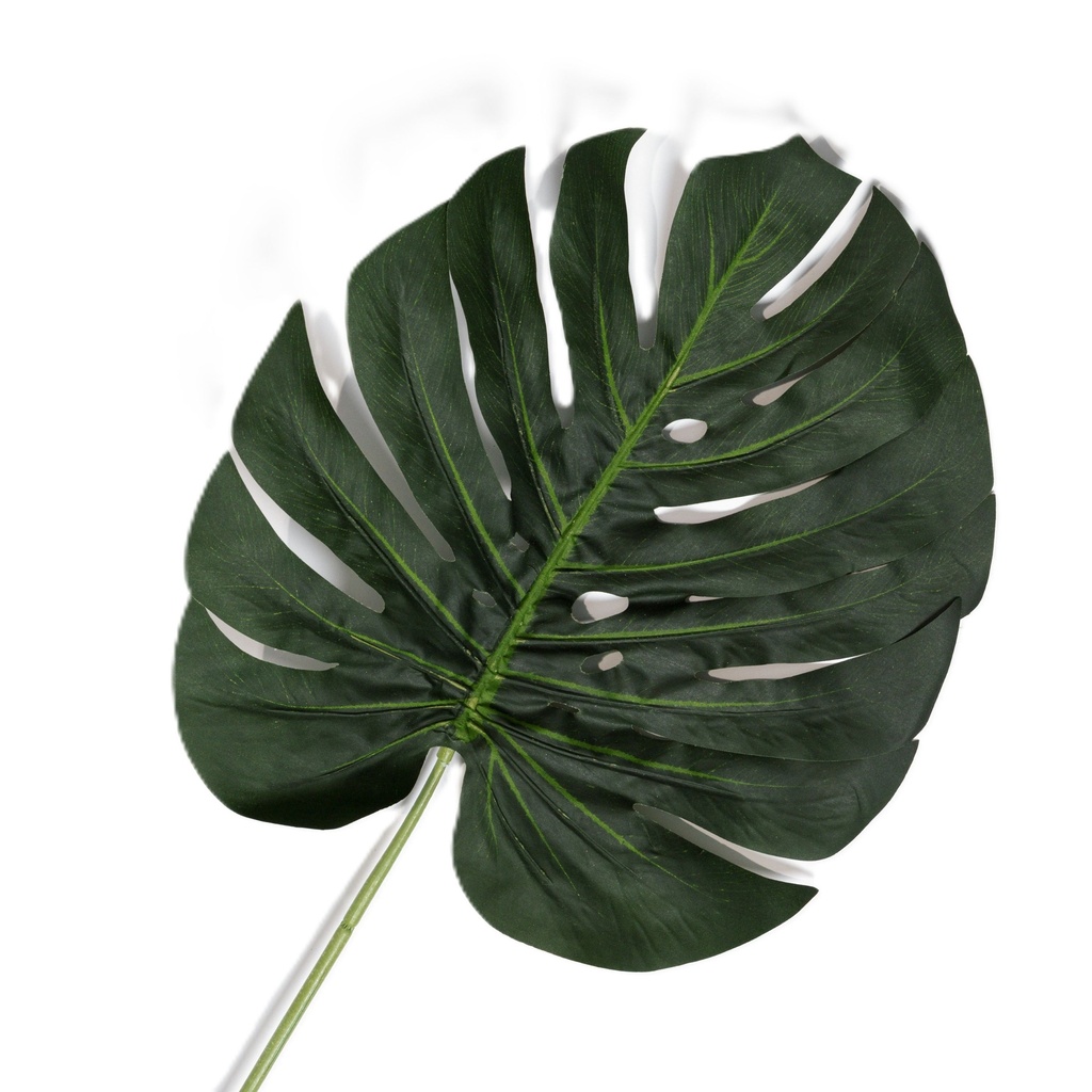 Monstera Deliciosa (feuille)