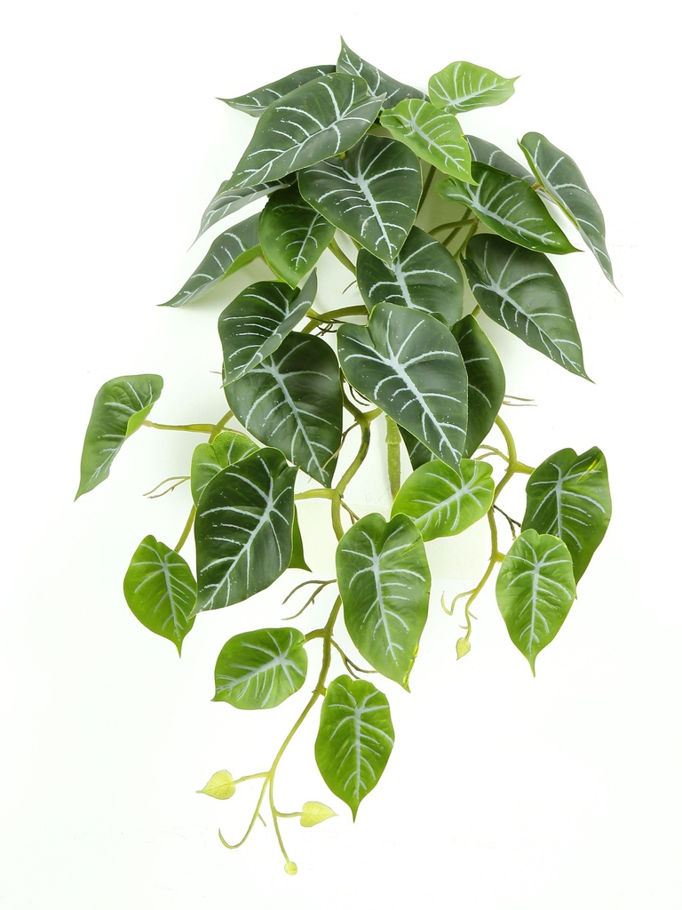 Alocasia Reginula 40 cm