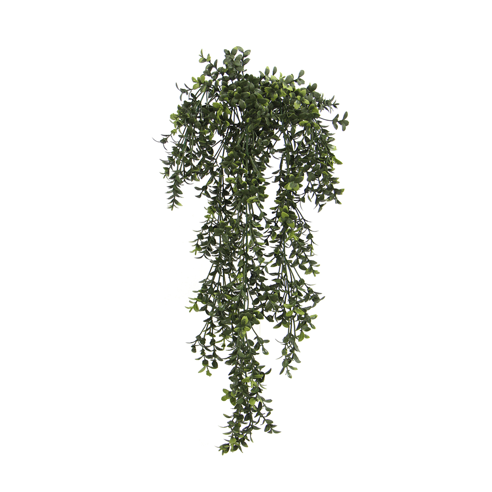 Buxus trail 60 cm UV+FR