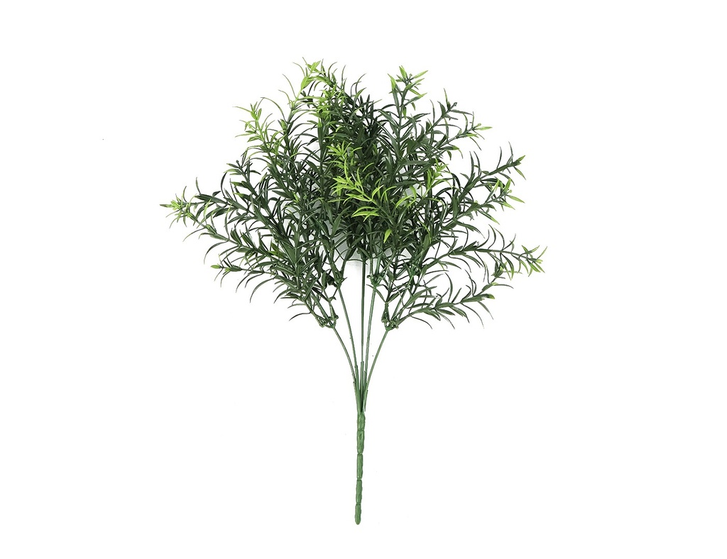 Asparagus 30 cm UV+FR