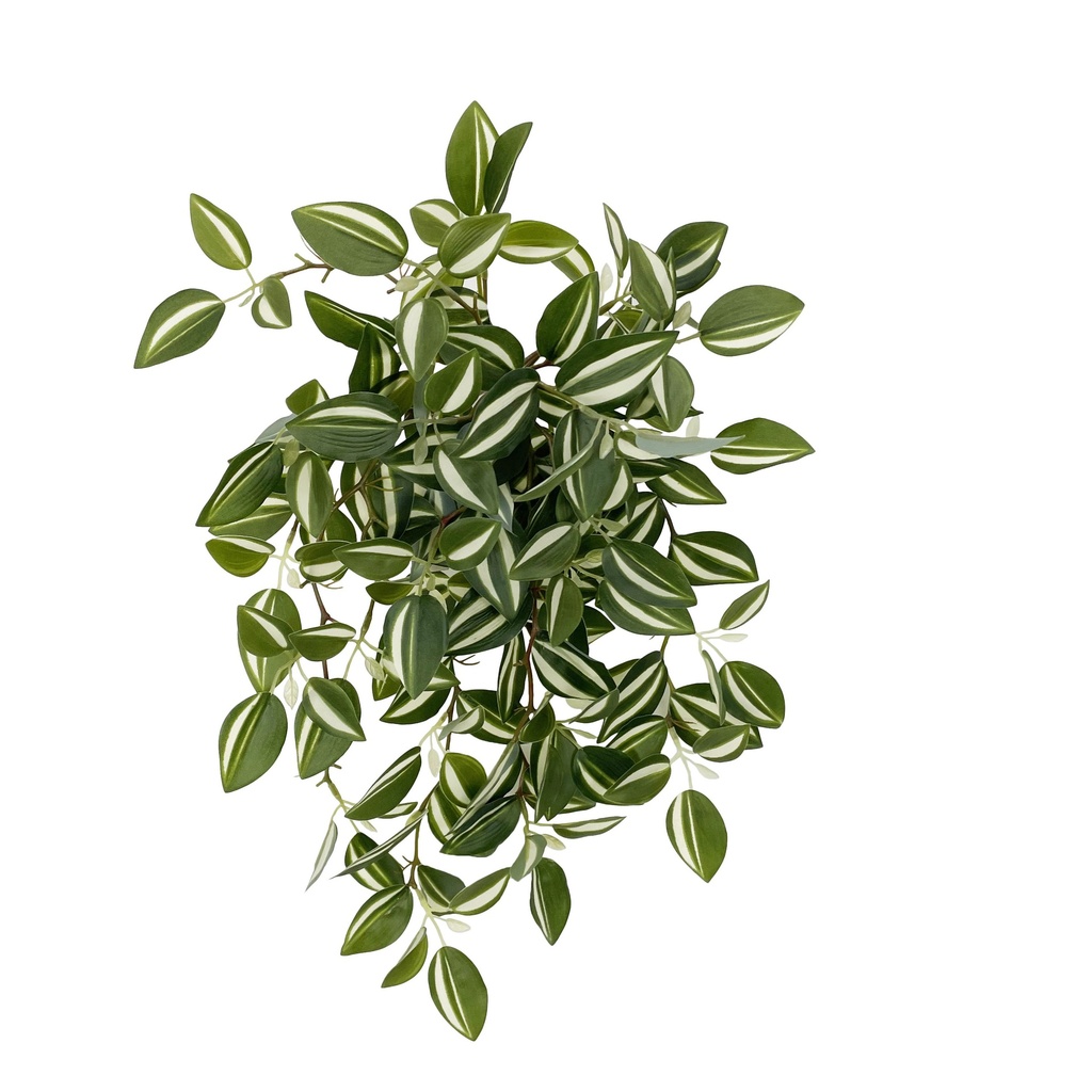 Tradescantia Fluminensis XL 47 cm