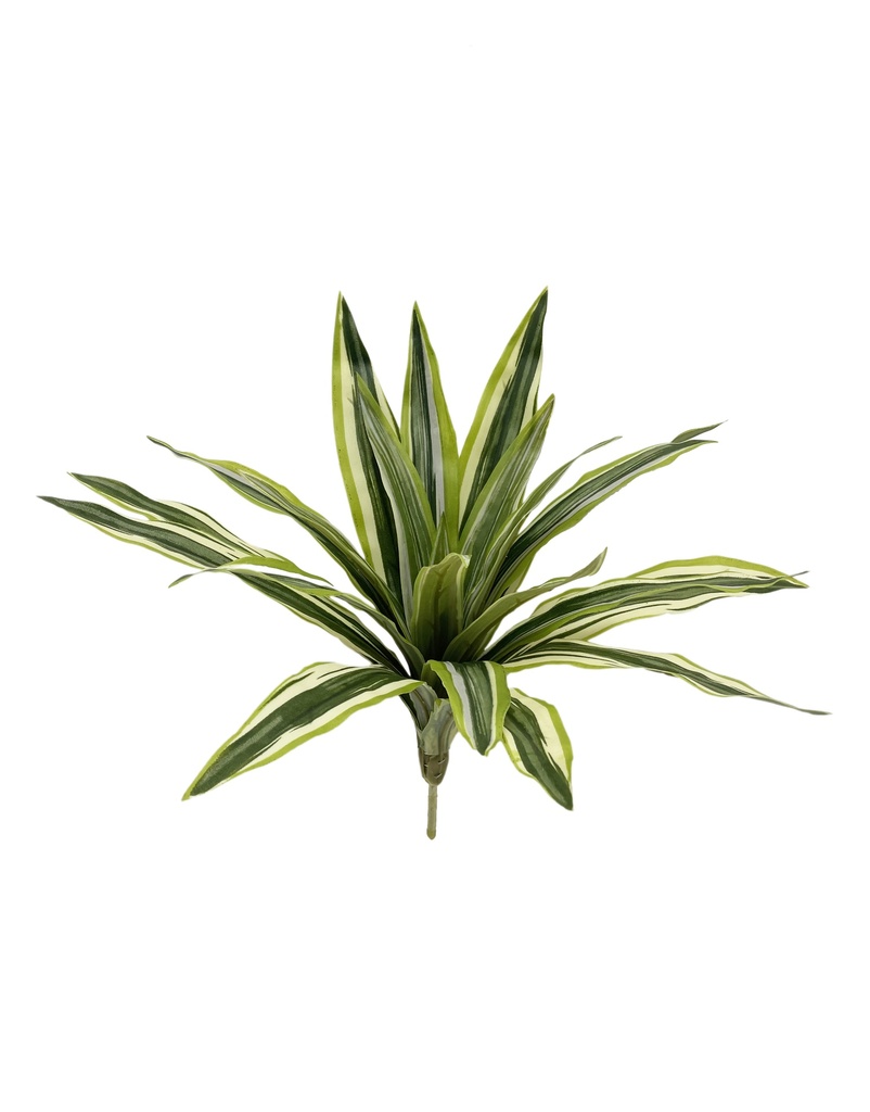 Dracaena Riki 30 cm