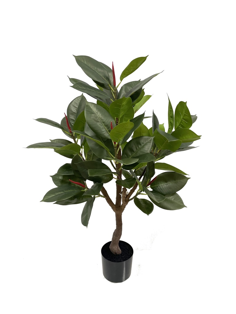 Ficus Robusta 95 cm (incl pot)