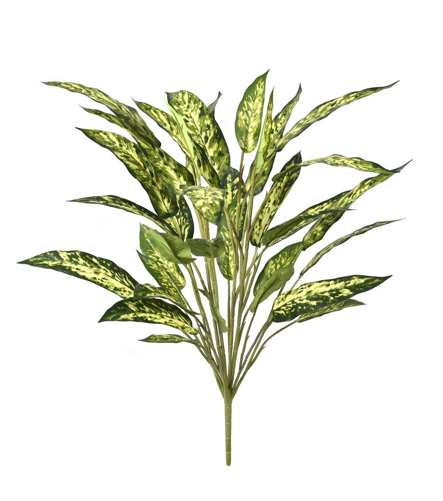 Aglaonema 38 cm FR (copy)