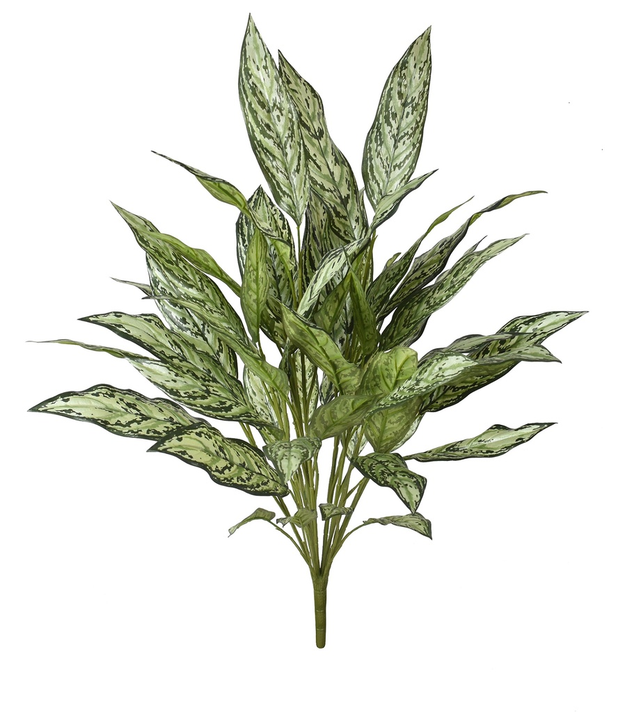 Aglaonema XL 75 cm FR (copy)