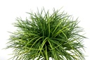 Wheatgrass ball ⌀ 50 cm UV+FR