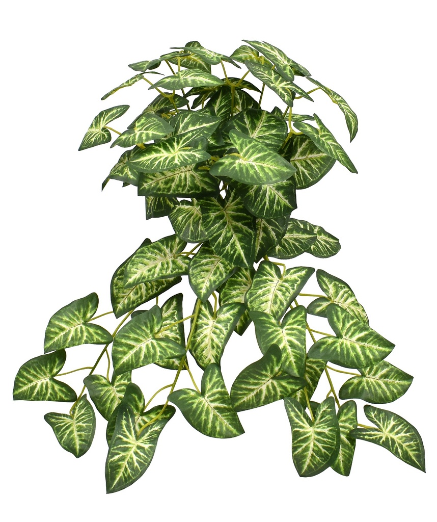 Syngonium bush 40 cm FR