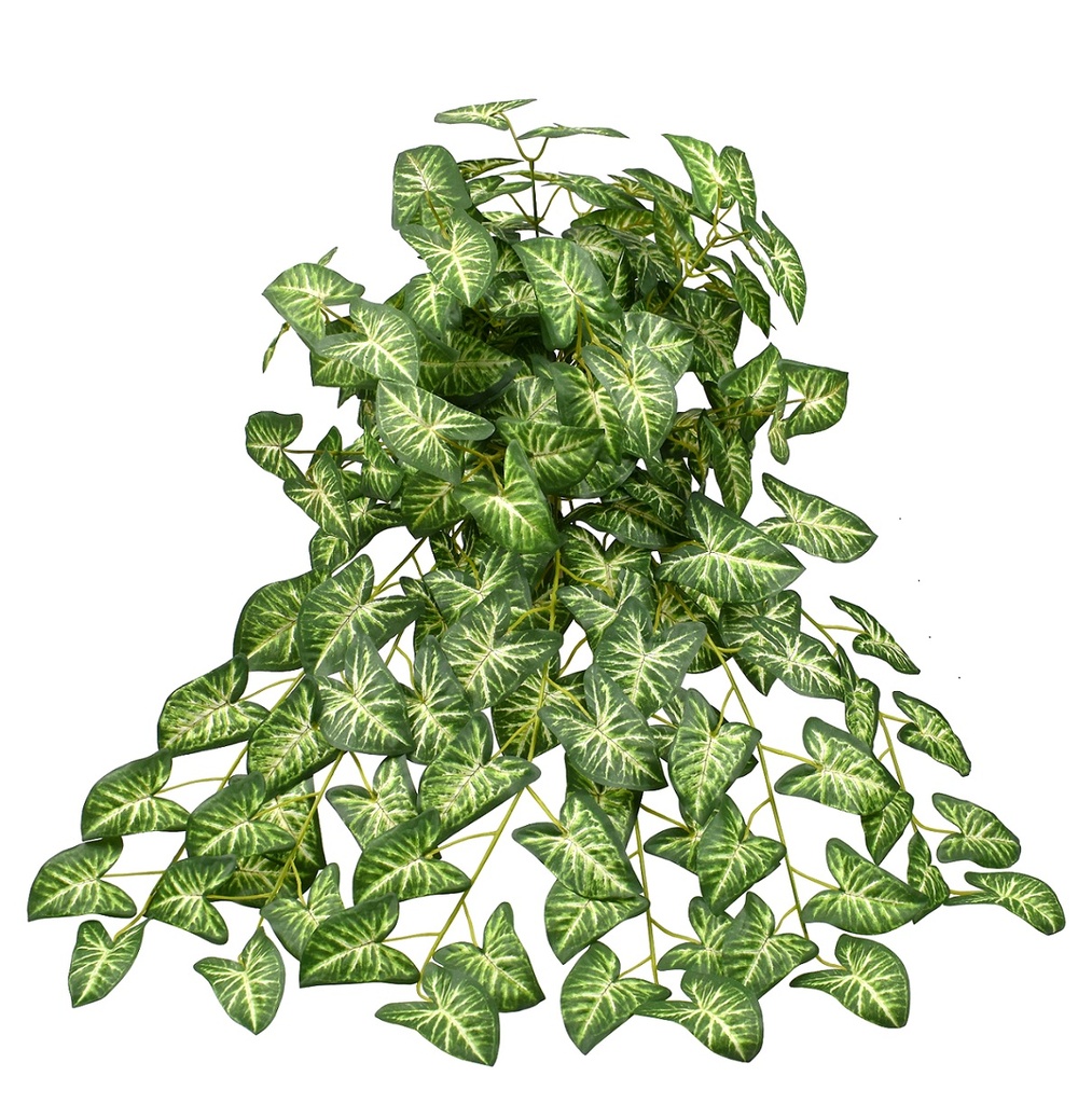 Syngonium bush XL 65 cm FR