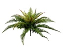 Boston Fern 48 cm UV+FR