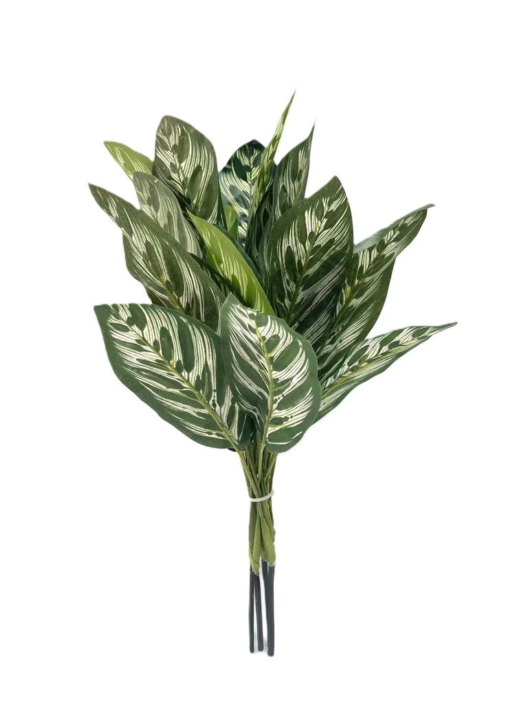 Calathea Makoyana (green) 48 cm FR