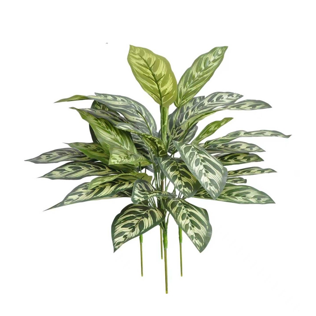 Calathea Makoyana (green) 48 cm