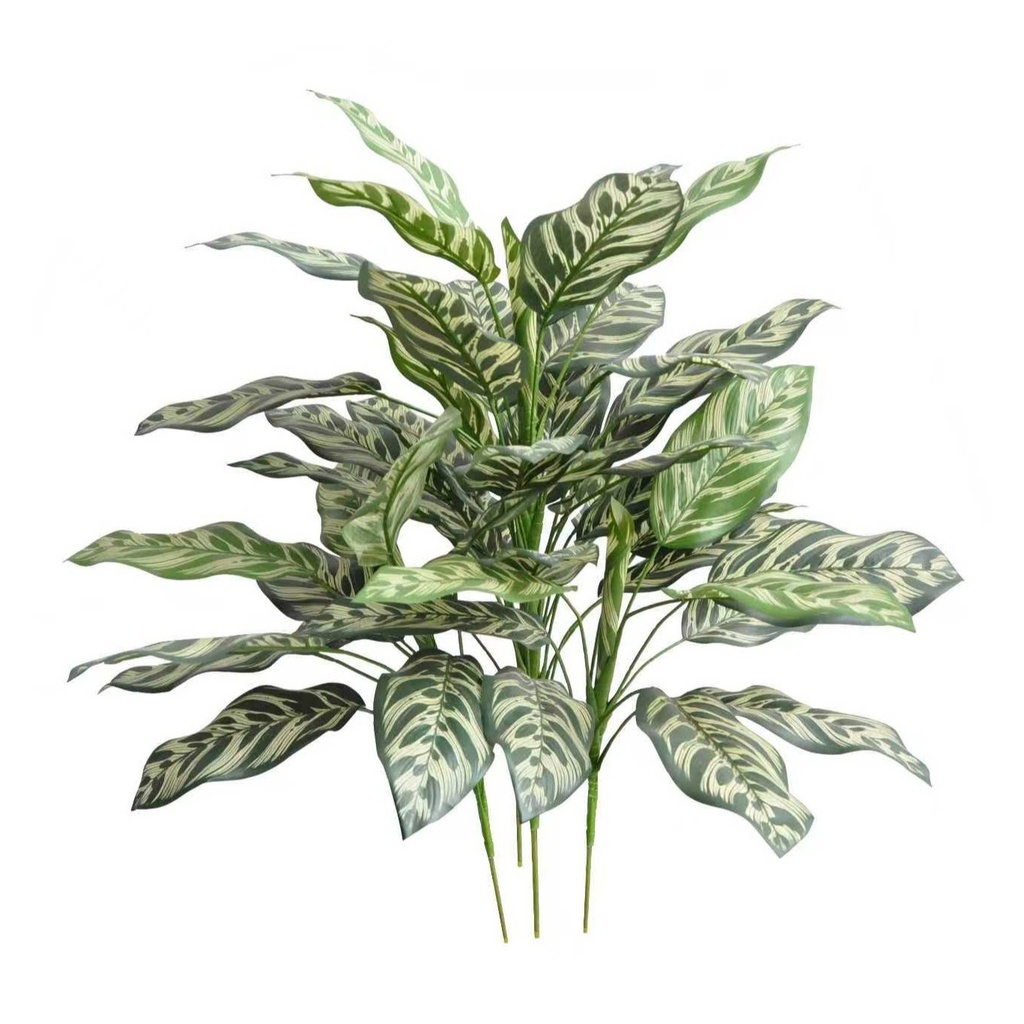 Calathea Makoyana XL (green) 60 cm FR