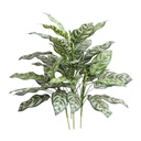 Calathea Makoyana (groen) XL 60 cm IFR