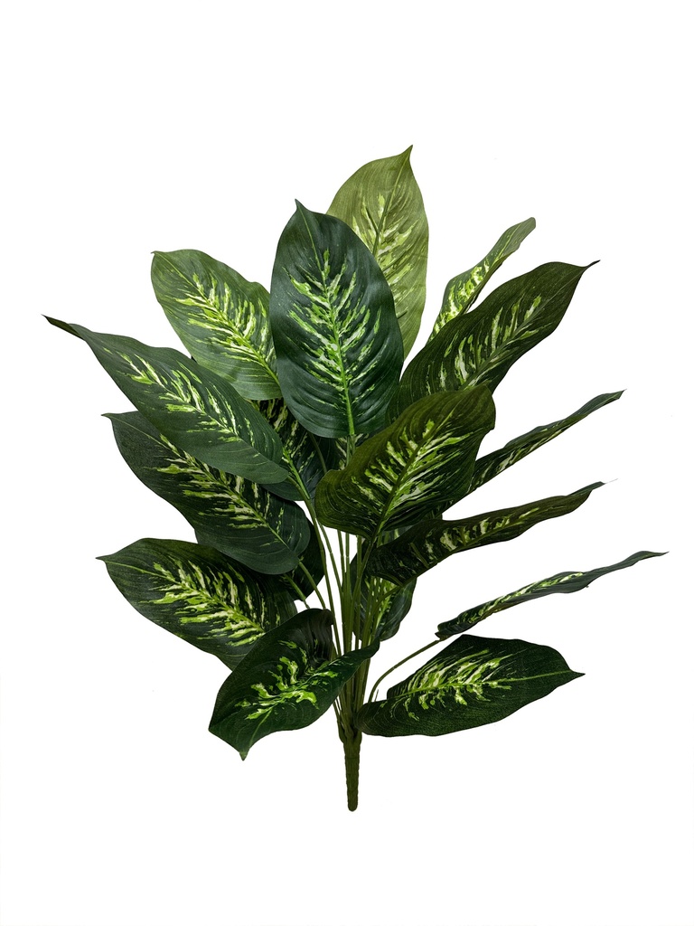 Calathea Makoyana XL (green) 75 cm FR (copy)