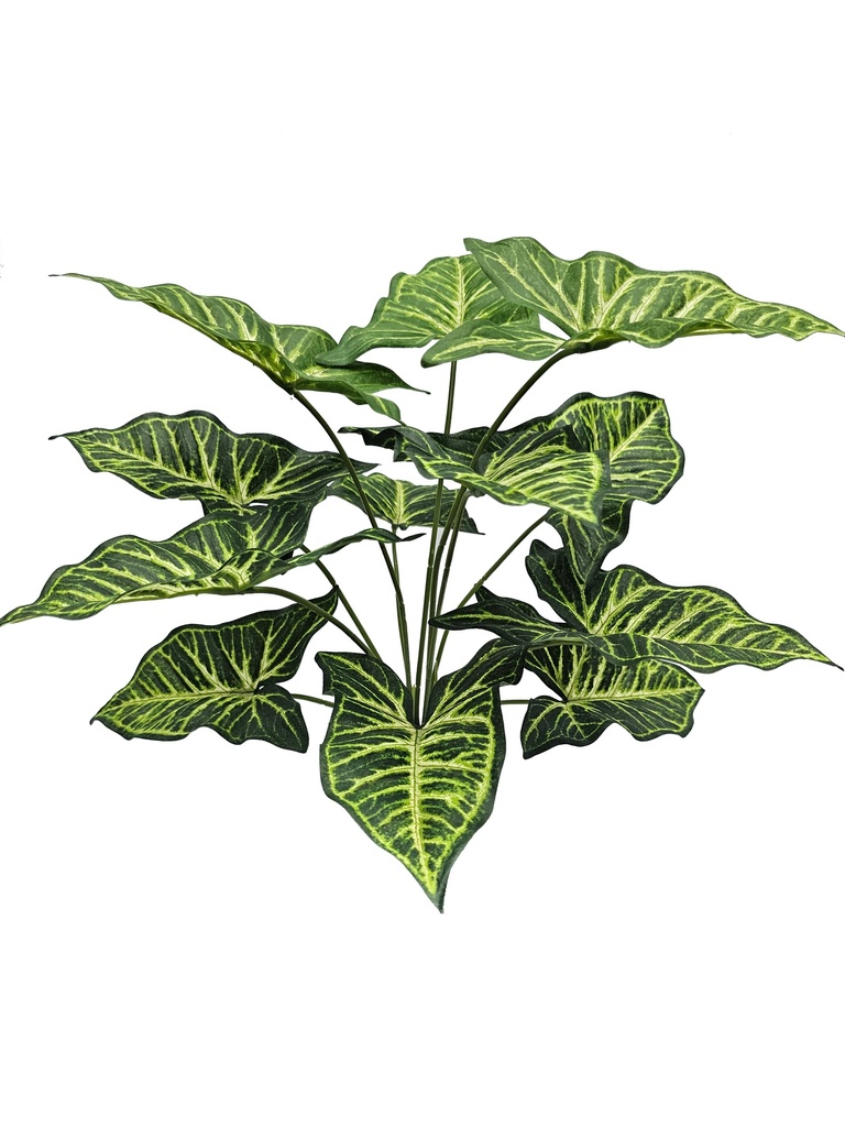 Syngonium plant 40 cm UV+FR