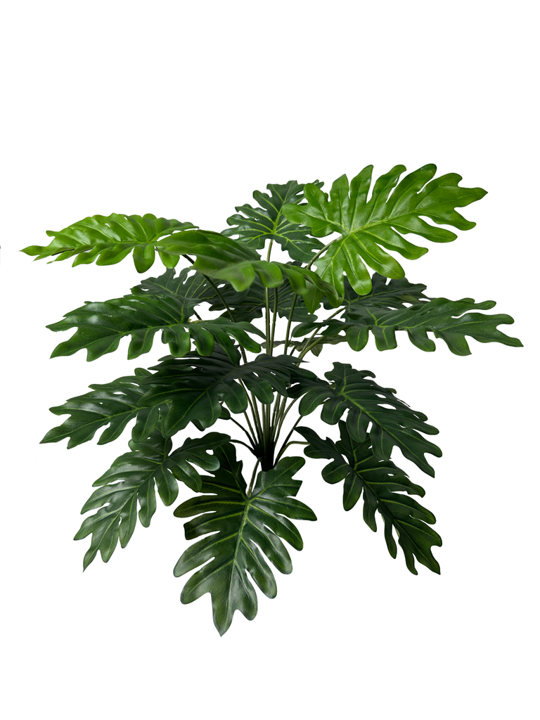 Philodendron Selloum 50 cm UV+FR