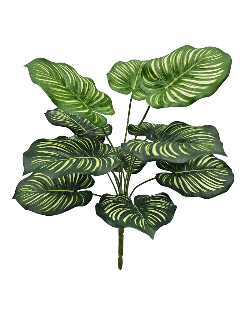 Calathea Orbifolia 40 cm UV+FR