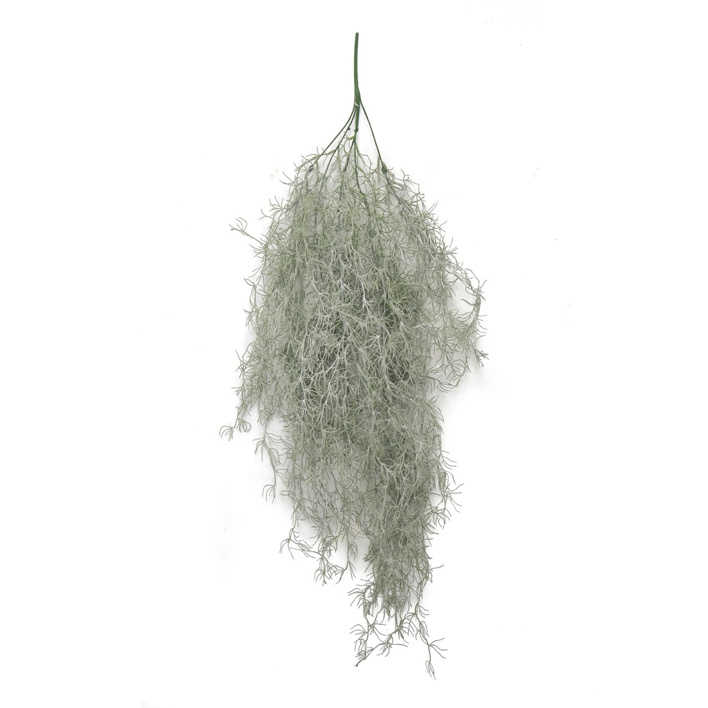 Tillandsia Usneoides XL 90 cm UV+IFR
