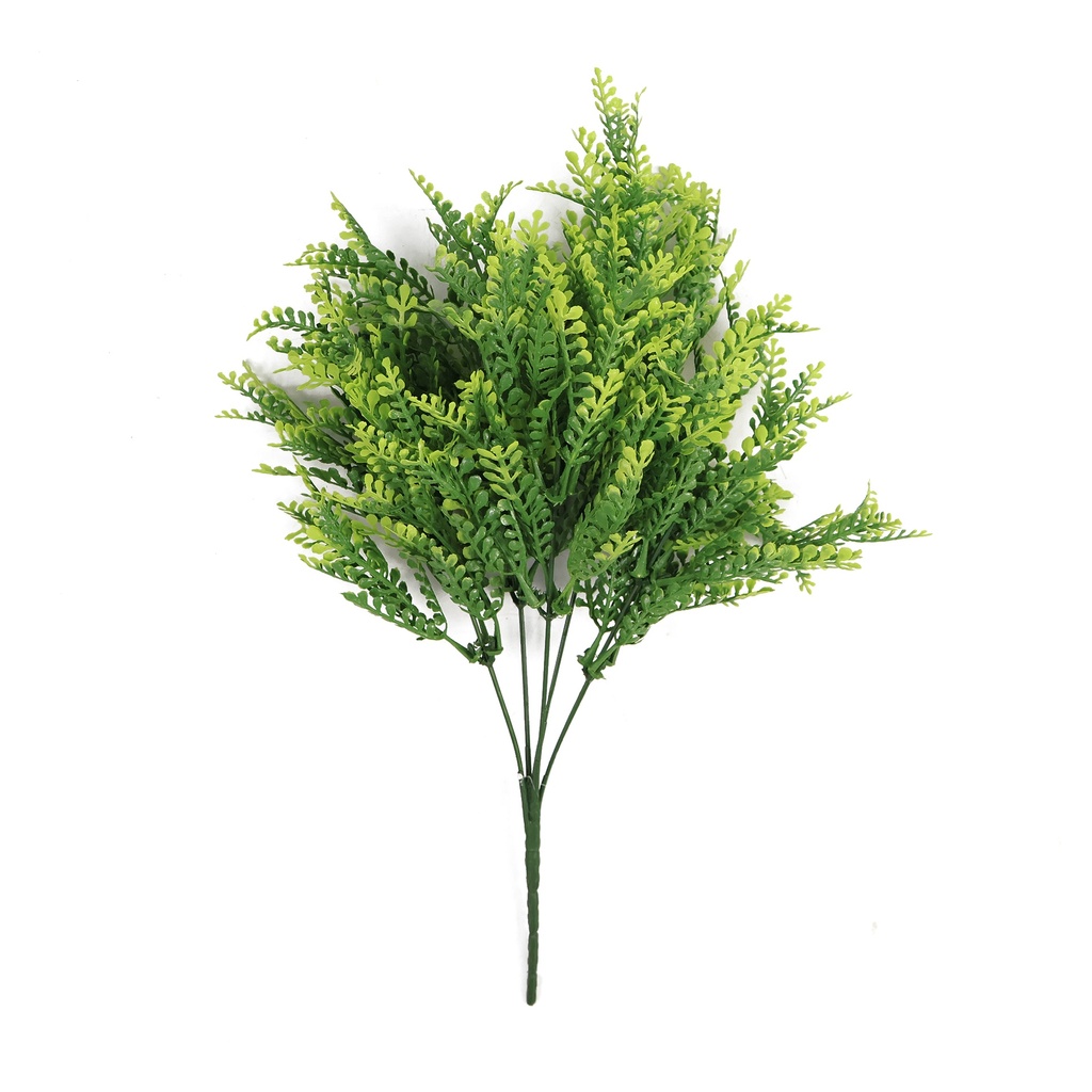 Asplenium Viride 35 cm UV+FR