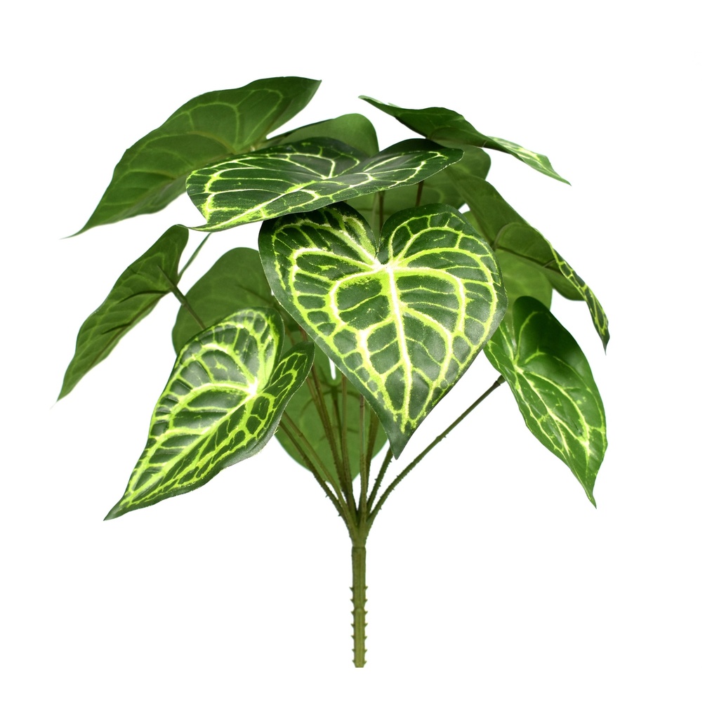 Anthurium Clarinervium 25 cm FR
