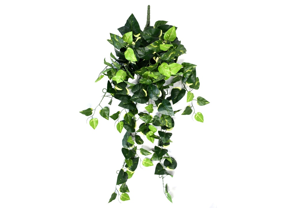Golden Pothos 95 cm FR