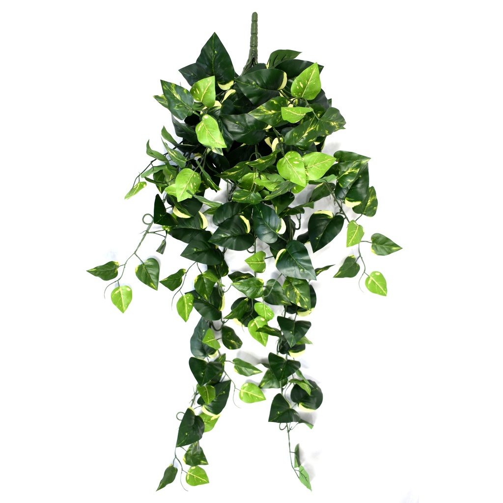 Golden Pothos 95 cm UV+FR