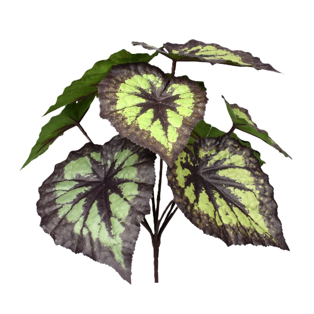 King Begonia 25 cm UV+FR