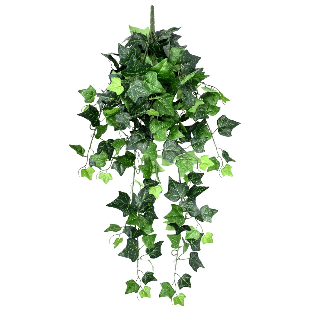 Hedera (Lierre) Helix 95 cm UV+FR