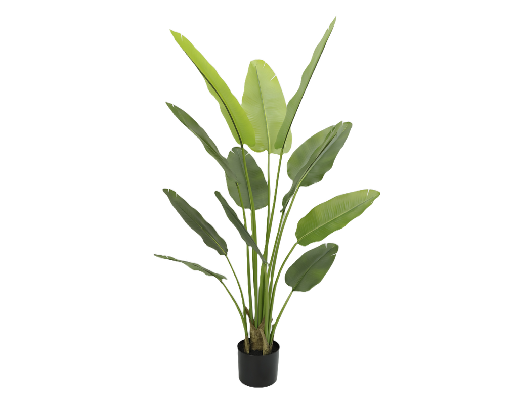 Strelitzia Nicolai 180 cm (pot inclus) UV