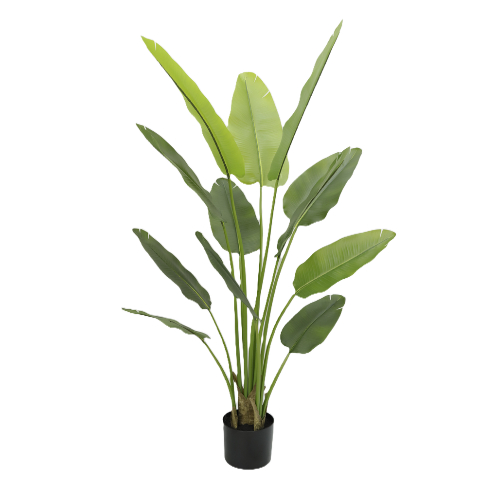 Strelitzia Nicolai 180 cm (with pot) UV
